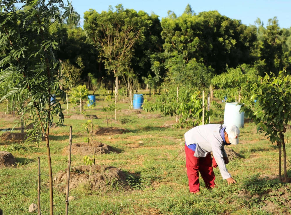 Beyond-Bounty-Tree-Planting-Initiatives