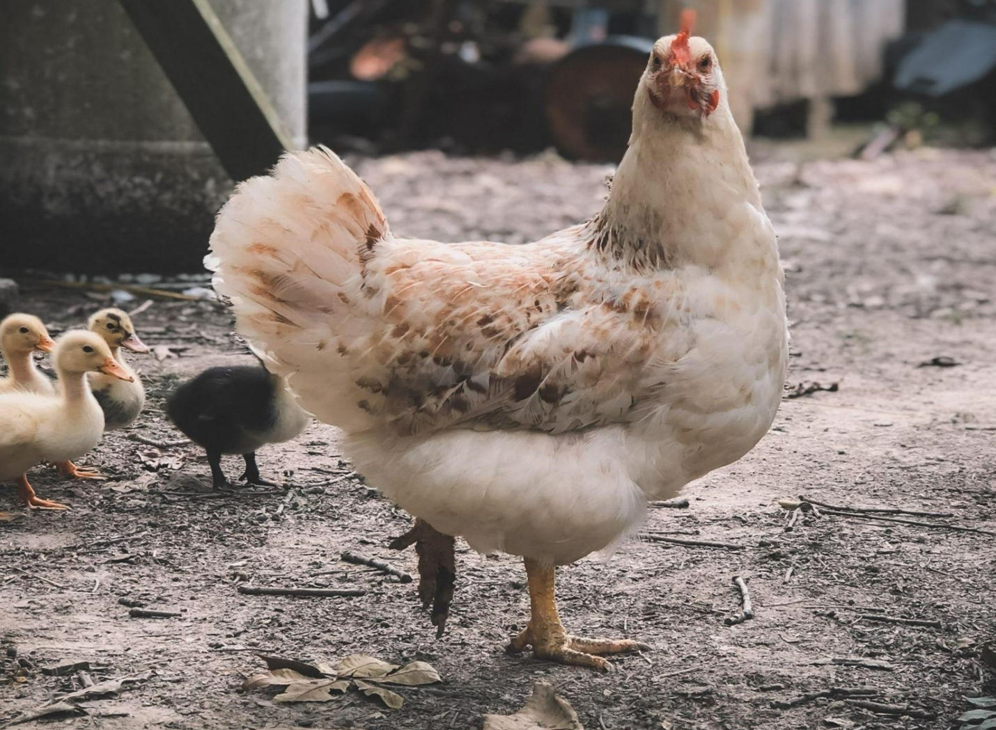 Free-Range-Chicken-Roaming-Around-Farm