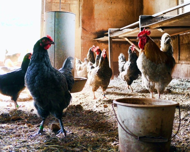 free range chicken farming business plan in the philippines