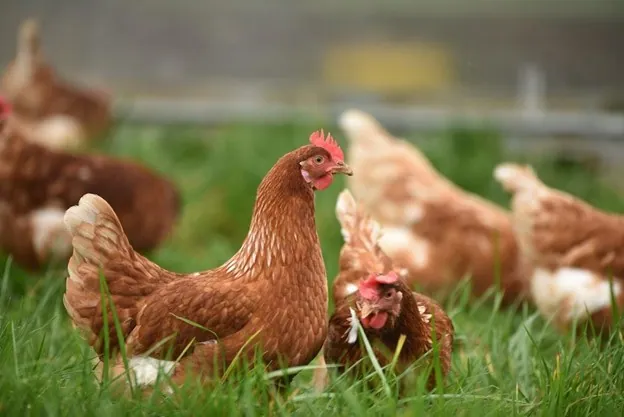 Cage-free Farming Benefits to Consumers