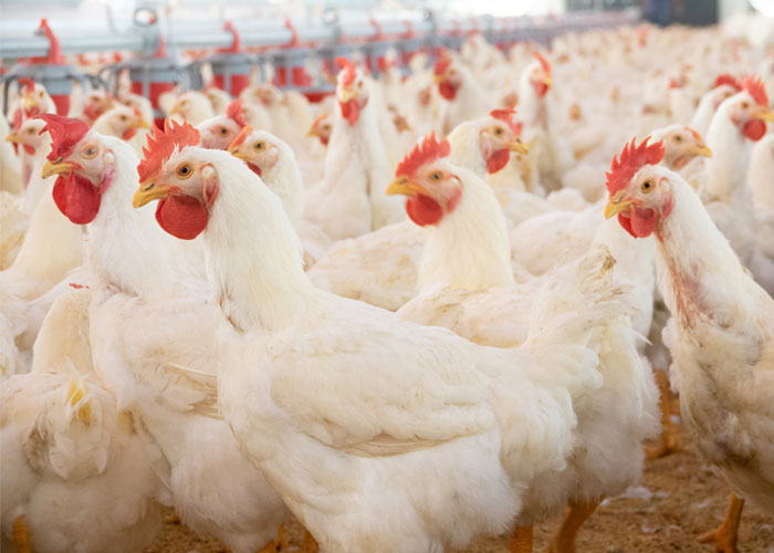 status of the poultry industry in the philippines